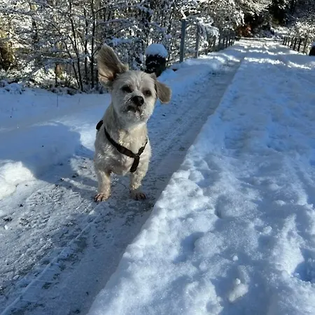 Holiday home Black Forest House Zwink *